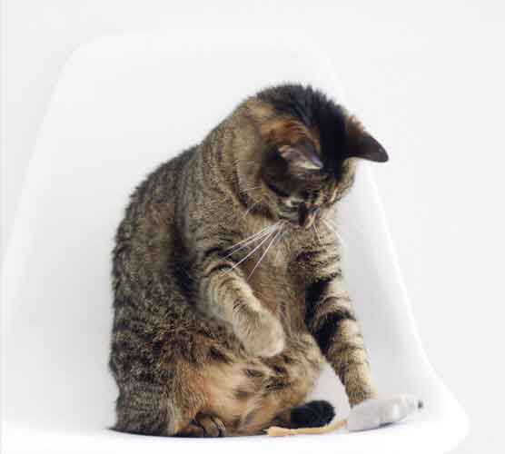 免费电话轰炸机